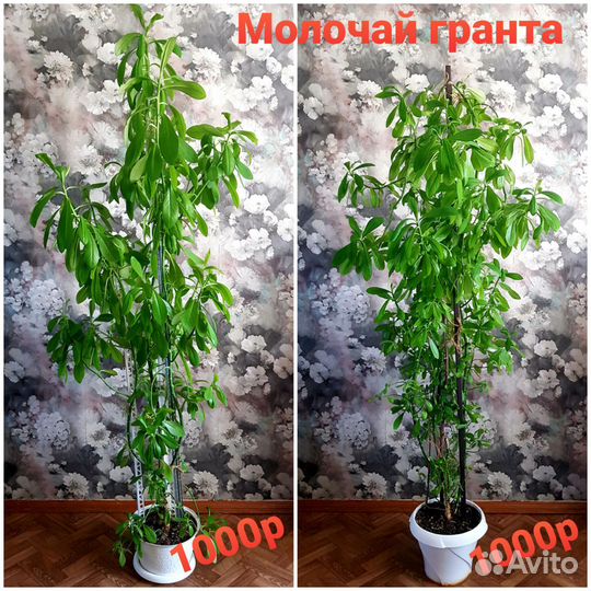 Фикус,Диффенбахия, Молочай гранта