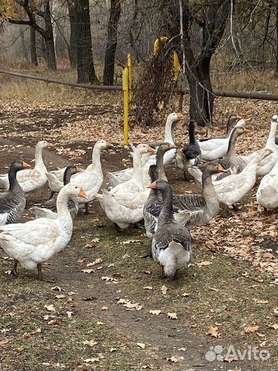 Гуси деревенские