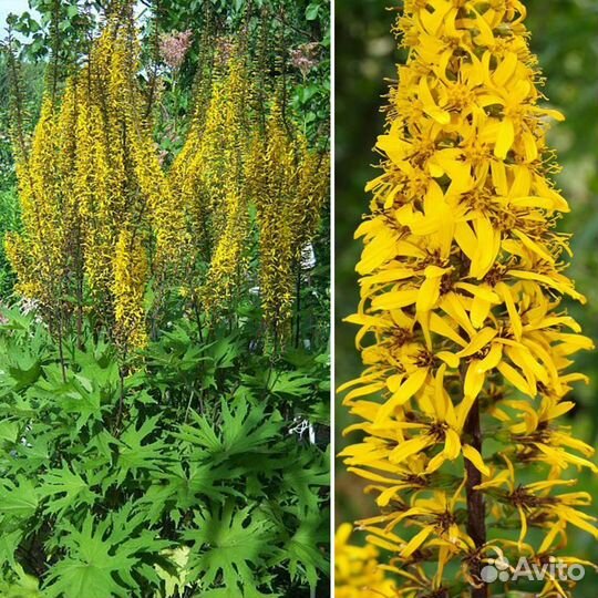 Астранция, гелениум, дербенник и другое