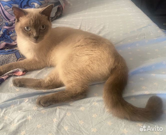 Кошки в добрые руки