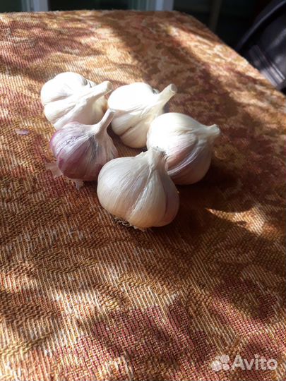 Чеснок