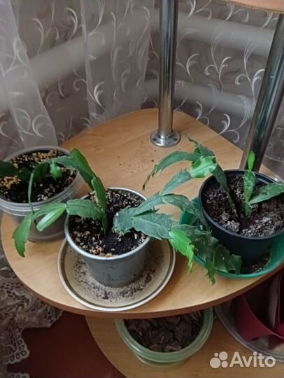 Отростки декабриста