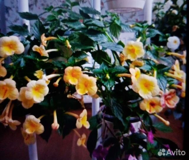 Ахименес желтый