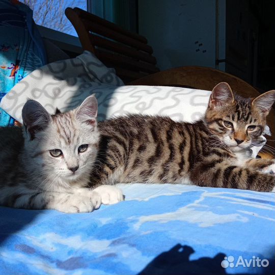 Кошки в добрые руки бесплатно