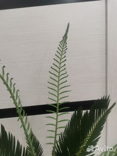 Цикас революта