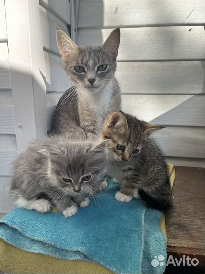Котенок в дар бесплатно
