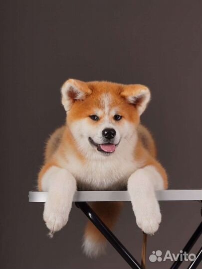 Мальчик Акита-ину с прекрасным характером