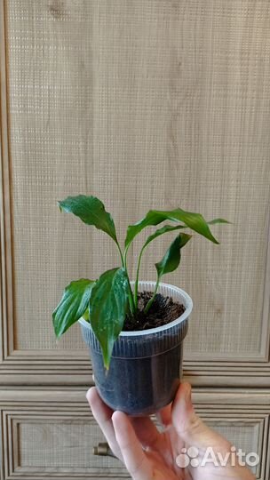 Комнатные растения