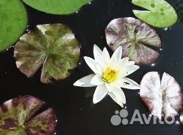 Нимфеи лилии, растения для пруда и прибрежной зоны