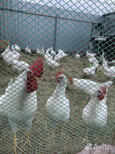 Домашние куриные яйца