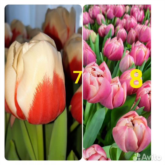 Тюльпаны