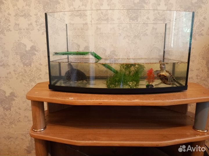 Красноухая черепаха