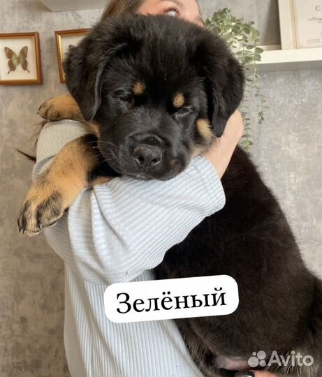 Щенки ротвейлера продажа