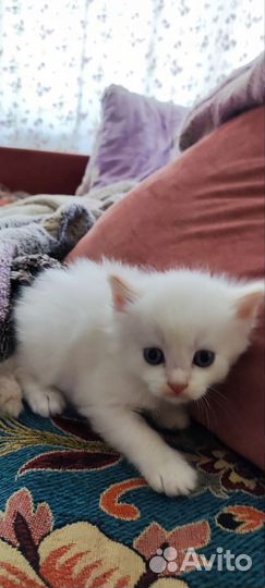 Котята привезём до подъезда, забирайте