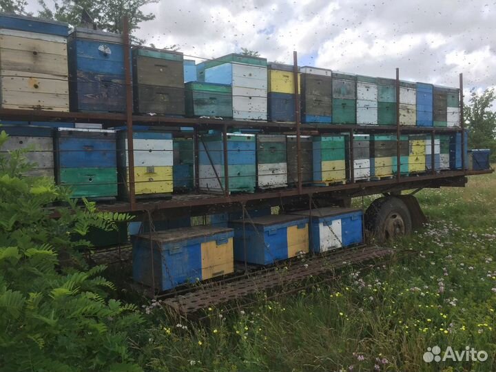 Медочек ммммм нямкаБонусы при покупке от 3х лтров