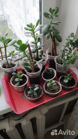 Денежное дерево толстянка