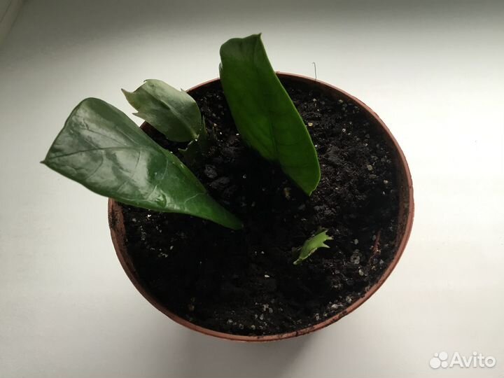 Замиакулькас