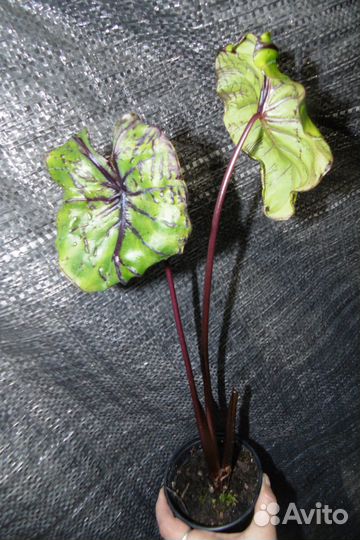 Колоказия colocasia pharaoh's mask