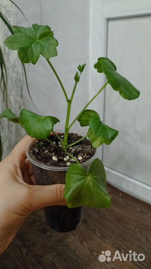 Пеларгония герань плющелистная