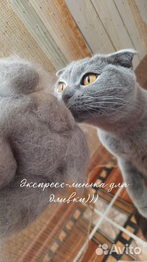 Грумер стрижка собак с выездом на дом