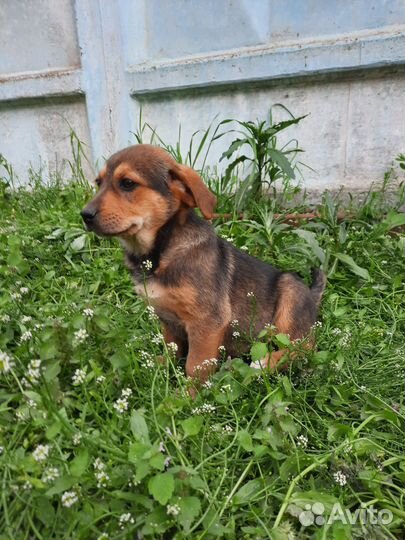 Ириска ждет маму