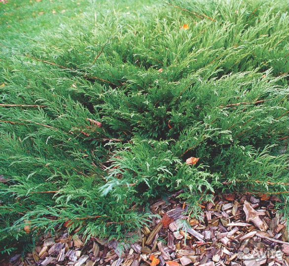 Можжевельник мас