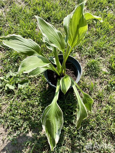 Хоста растение