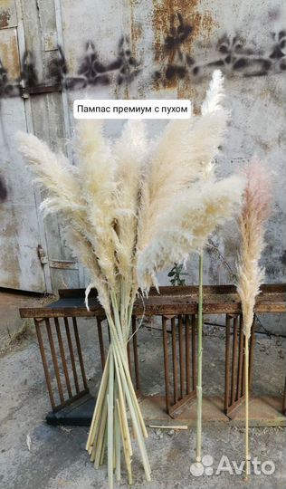 Пампасноя трава картодерия