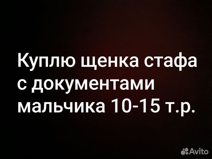 Ищю щенка стафа