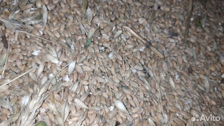 Зерноотходы пшеничные