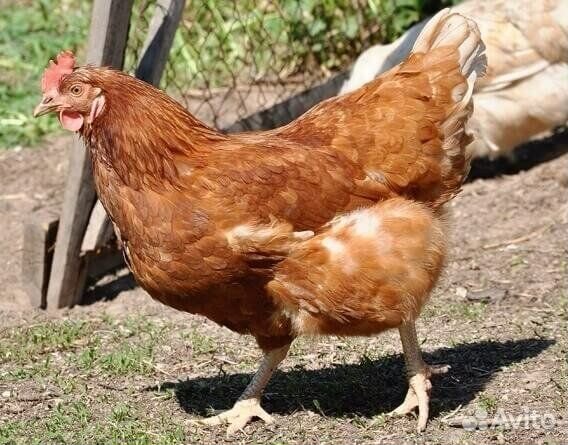 Куры-Несушки