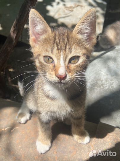 Котята ищут дом