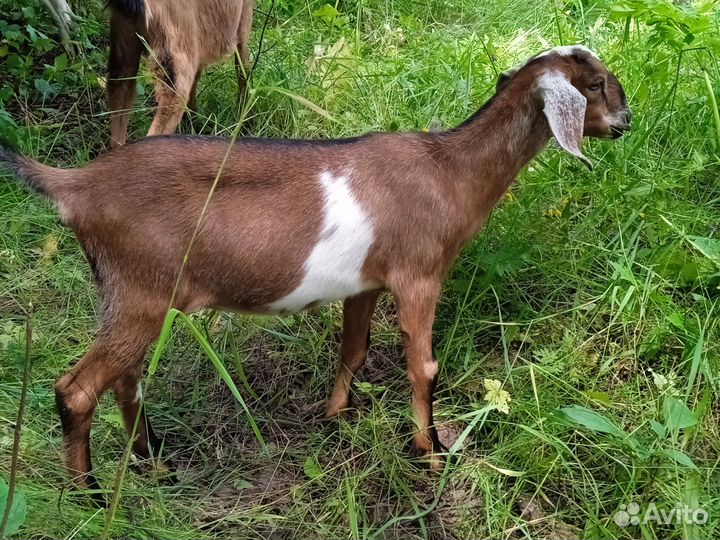 Козы нубийские котные, доиные, козочки