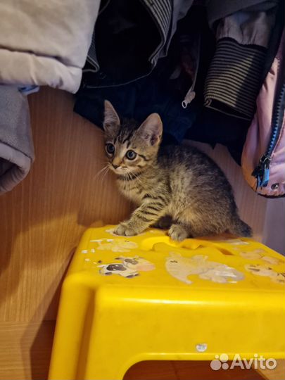 Котёнок бесплатно