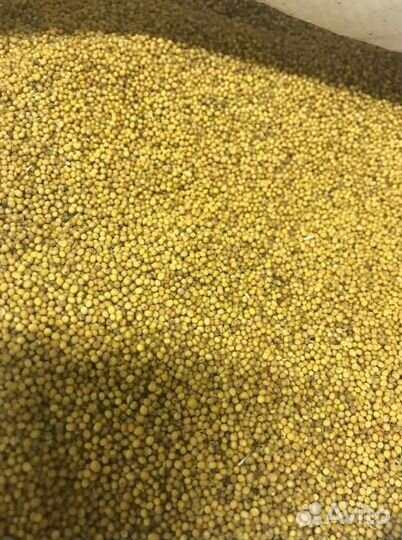 Горчица / Семена горчицы