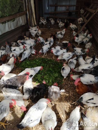 Молодняк, Петушки домашние