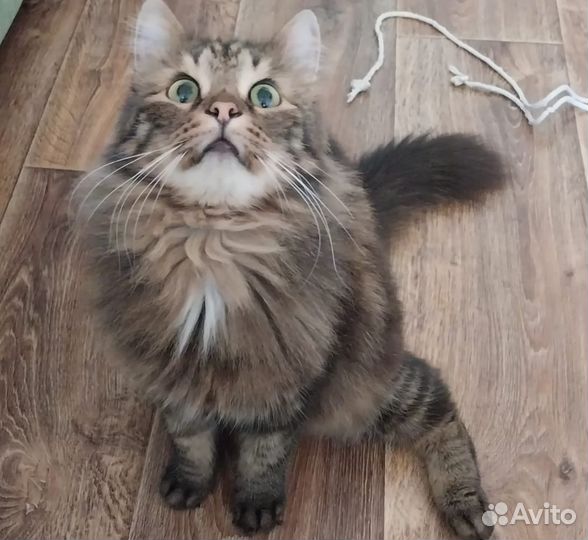 Лясик ласкуша