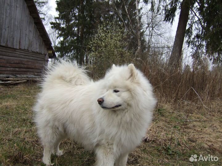 Вязка собак