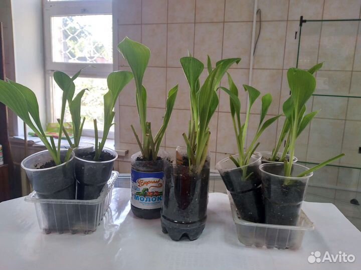 Шефлера и хоста