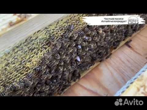 Мёд Алтайский качественный урожай 2023 объявление продам