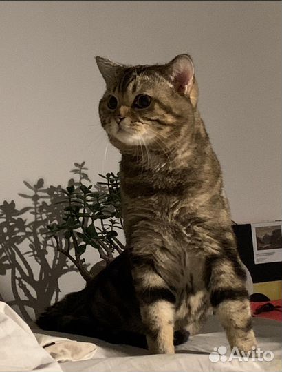 Вязка котов шотландских