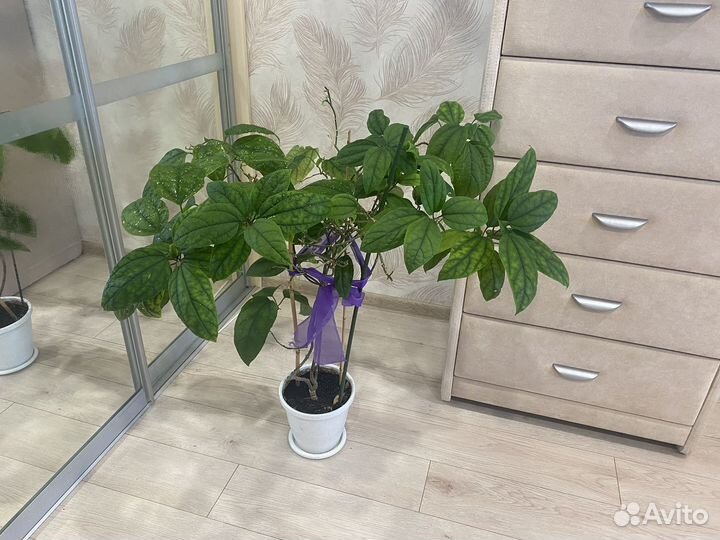 Комнатные цветы фикус