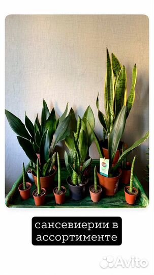 Сансевиерии в ассортименте