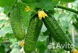 Сброщик овощей в теплицу. Вахта