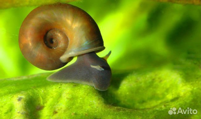 Улитки аквариумные