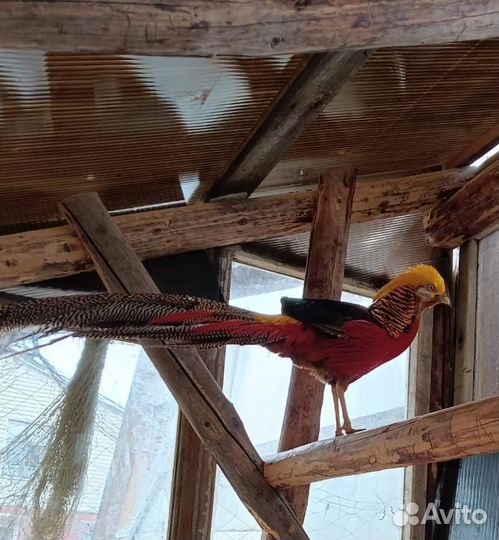 Фазаны Трагопан Темминка, золотой