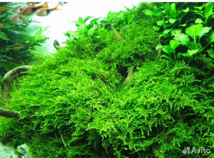 Мох,рыбки,креветки, растения,аквариум куб