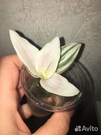 Традесканция