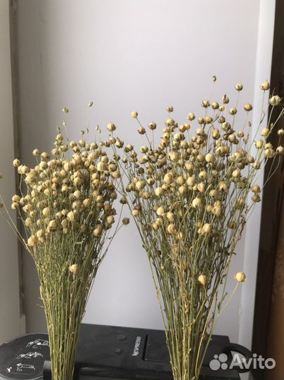 Лен сухоцвет