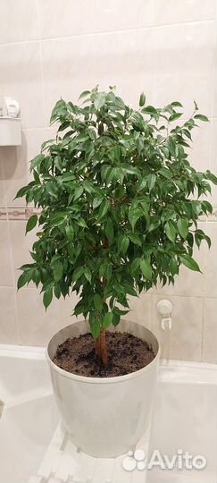 Фикус бенджамина большой